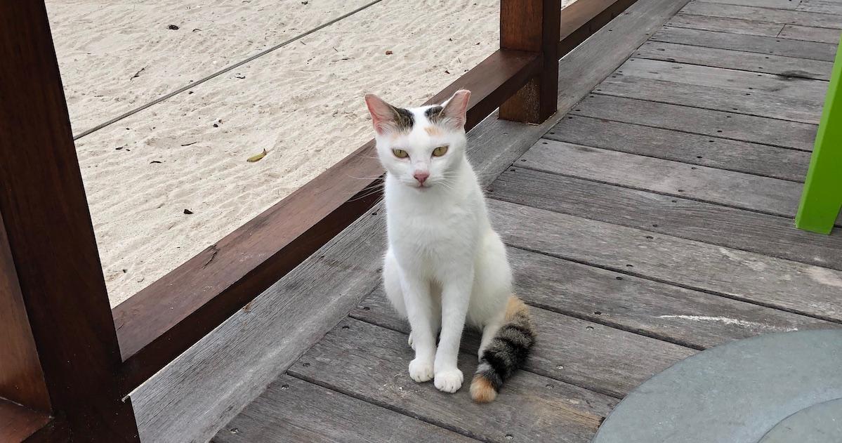 Sandals Foundation Cats of Jamaica 